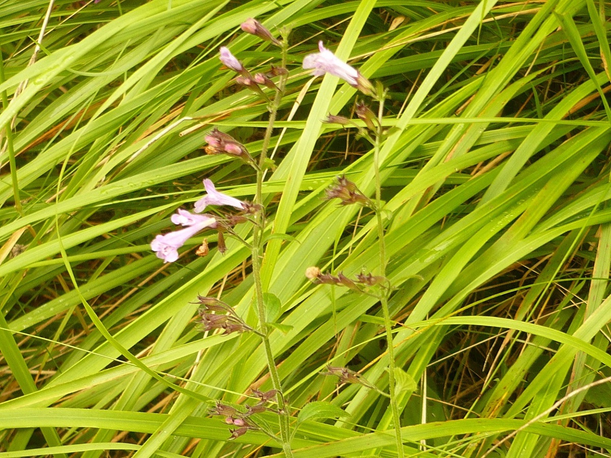 Clinopodium nepeta subsp. sylvaticum (Lamiaceae)